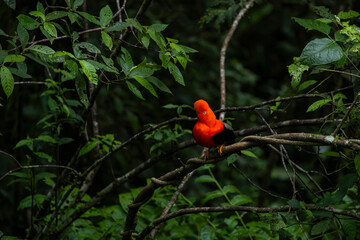 Cock of the rock, Manu National Reserve , Cusco - Peru