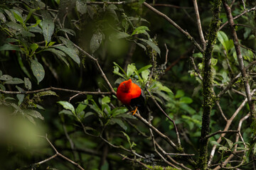 Cock of the rock, Manu National Reserve , Cusco - Peru
