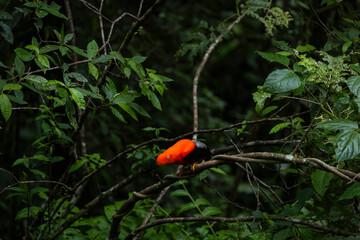 Cock of the rock, Manu National Reserve , Cusco - Peru