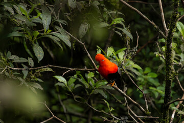 Cock of the rock, Manu National Reserve , Cusco - Peru