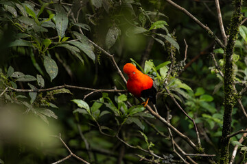 Cock of the rock, Manu National Reserve , Cusco - Peru
