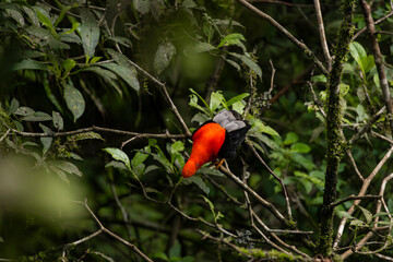 Cock of the rock, Manu National Reserve , Cusco - Peru