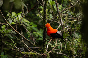 Cock of the rock, Manu National Reserve , Cusco - Peru