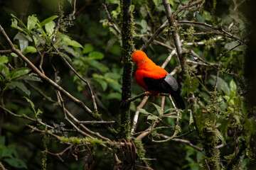 Cock of the rock, Manu National Reserve , Cusco - Peru