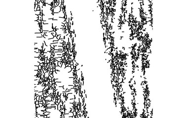 Detailed Line Art of Tree Bark Texture