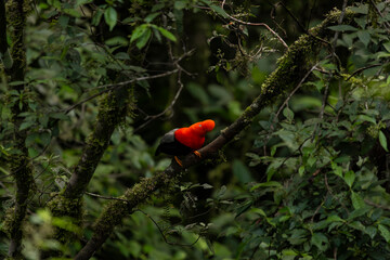 Cock of the rock, Manu National Reserve , Cusco - Peru