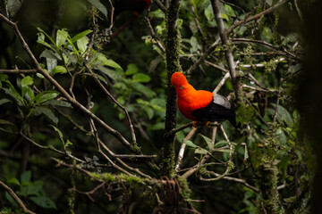 Cock of the rock, Manu National Reserve , Cusco - Peru