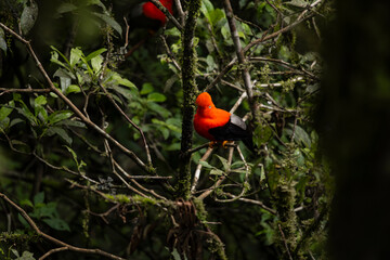 Cock of the rock, Manu National Reserve , Cusco - Peru