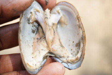 fresh mussels : A sturdy, hinge‑bound bivalve burrowed in freshwater beds, filtering sediment‑rich water, with muscular foot and intricate shell lures for host fish
