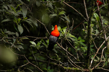 Cock of the rock, Manu National Reserve , Cusco - Peru