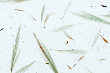 A white transparent background with plants and leaves scattered across the surface, small details of pale green on white, delicate and subtle. Japan rice letter paper texture