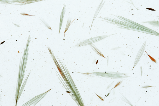 A white transparent background with plants and leaves scattered across the surface, small details of pale green on white, delicate and subtle. Japan rice letter paper texture