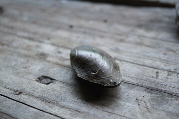 fresh water mussels : A sturdy, hinge‑bound bivalve burrowed in freshwater beds, filtering sediment‑rich water, with muscular foot and intricate shell lures for host fish