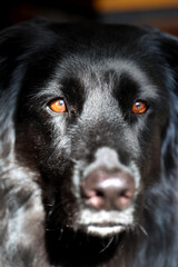 A close up of a German Australian shepherd mix looking directly into the camera.