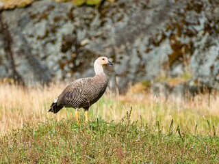 wild goose in the green nature