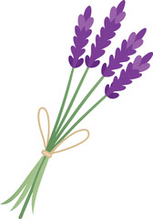 Fototapeta premium lavender flowers isolated on white