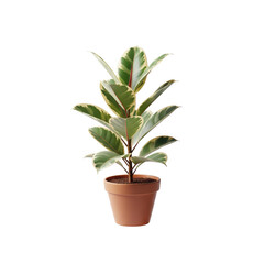 Floating variegated rubber plant in pot on transparent background 