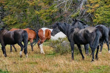 beautiful amazing wild horses in nature