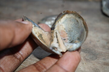 fresh water mussels : A sturdy, hinge‑bound bivalve burrowed in freshwater beds, filtering sediment‑rich water, with muscular foot and intricate shell lures for host fish