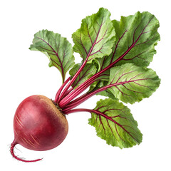 Whole Beetroot with Leaves Isolated on White or Transparent Background