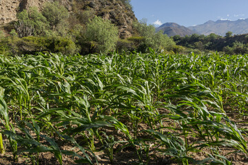 A field of cornfields stretches out in the foreground, with rows of vibrant green plants under a clear blue sky. In the background, mountains are visible, along with scattered trees.