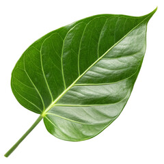 Obraz premium Large Green Leaf Isolated on White Background 