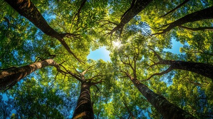 Panoramic view of tropical rainforest canopy in southern Thailand