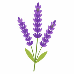 Obraz premium Purple lavender flowers bloom beautifully, isolated on a white background