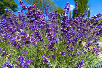 Naklejka premium Bush of vibrant purple lavender flowers blooming under blue sky.
