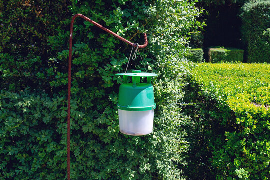Pheromone trap from the boxwood moth. The pheromone is included in the small plastic tube below the cap, and directly below there is a funnel leading into the receiving container