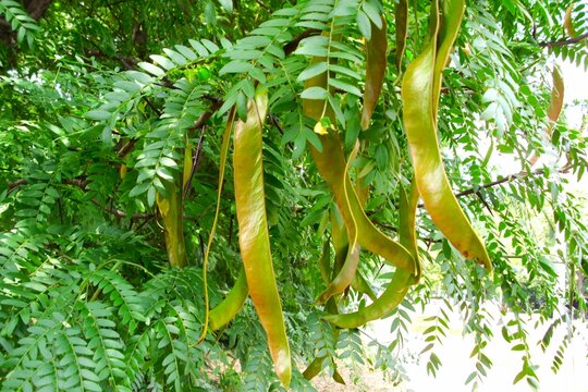 Honey locust tree and still unripe fruit.