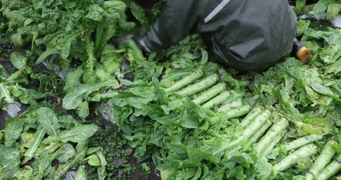 Farmer harvesting green stem lettuce crops in the field, Sichuan province, China