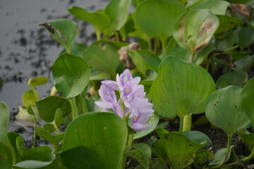 Water hyacinth is a floating aquatic plant with vibrant purple flowers and broad green leaves, known for rapid growth and water purification