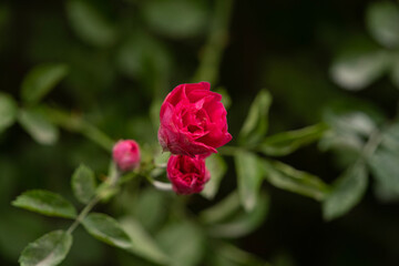 open bud, Hybrid Perpetual rose flower, selective focus