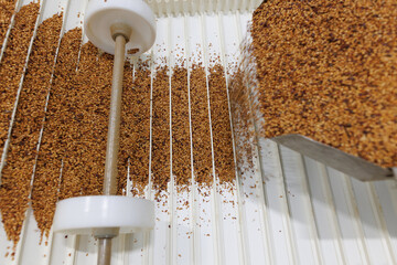 Conveyor Line for Automated Grain Processing and Sorting in Modern Food Industry Factory