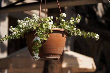 White flowers (Begonia) in a pot in a summer cafe