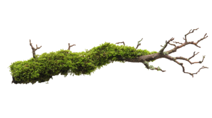 Moss-covered branch isolated on transparent background 