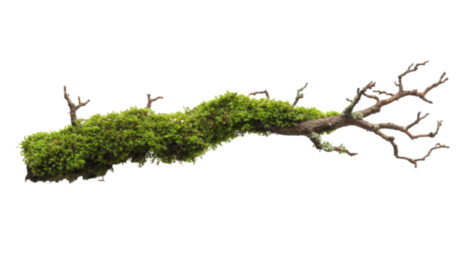 Moss-covered branch isolated on transparent background 