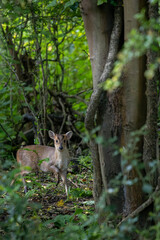 Muntjac stopped still, looking at the camera in morning light.