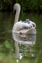 Female swan swimming away with cygnet on her back © philtas