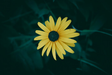 A close up of a yellow Jerusalem artichoke, false sunflower, flower