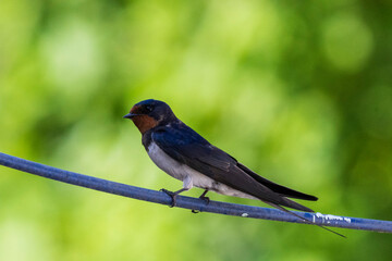 bird on a fence
