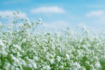 A field of delicate white flowers under a bright blue sky, gently swaying in a light breeze