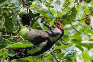 great spotted woodpecker