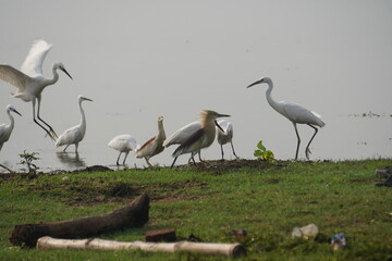 Fototapeta premium heron, black-headed ibis, and egrets are elegant wading birds with long legs, seen near wetlands, feeding on fish and insects.