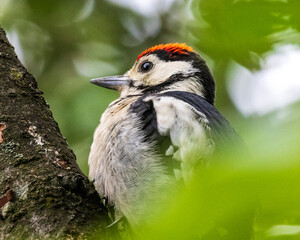 great spotted woodpecker