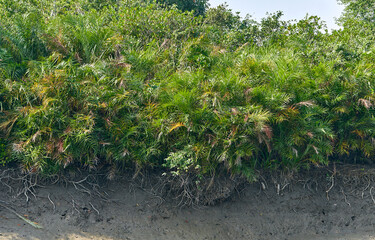 Dense bushes of Phoenix Paludosa. Locally called Hental or tiger palm, because of the coloration its leafs, helps tigers to camouflage in dense forest. At Sundarbans, world's largest mangrove forest.