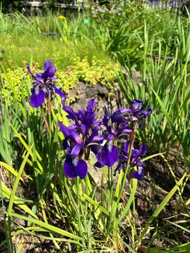 Blooming purple dwarf Iris sibirica Eol in the spring garden. Cottage garden.Flower background.