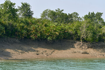 biodiversity of Sundarbans, characterized by its vast mangrove forests, a network of waterways, and...