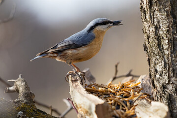 nuthatch at the feeder